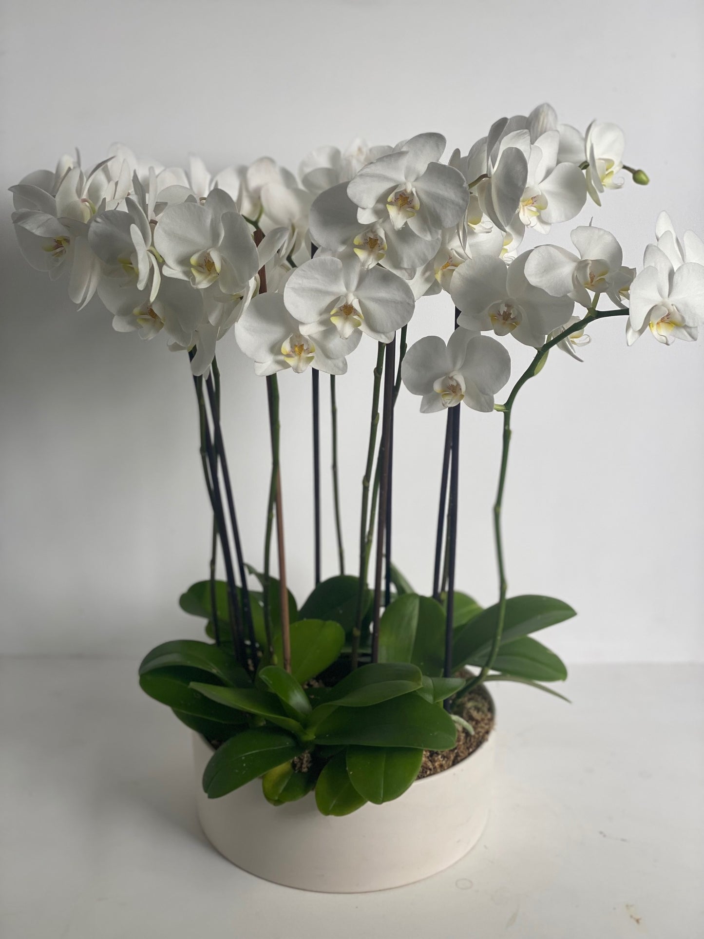Potted Orchids